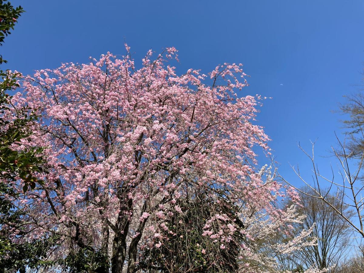 お宿でん吉 Minamiaso Exteriör bild